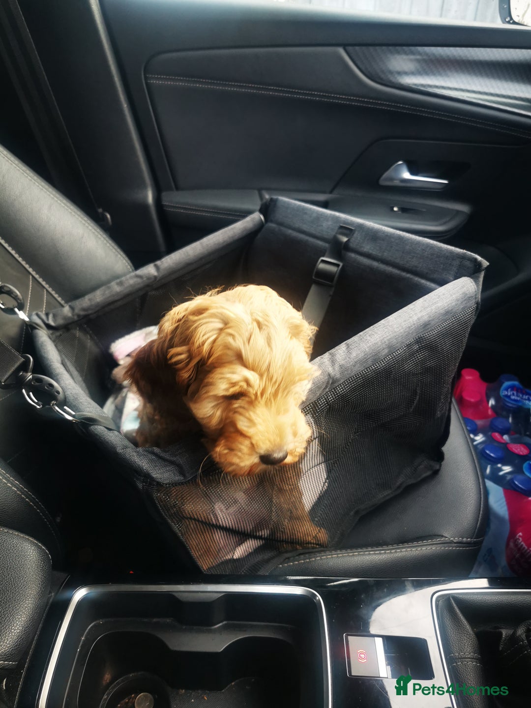 Cockapoo dogs for sale: 9 week old cocokerpoo - Advert 2