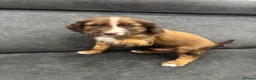 Cocker Spaniel dogs for sale: Stunning Cocker Spaniel puppy’s for sale - Advert 29