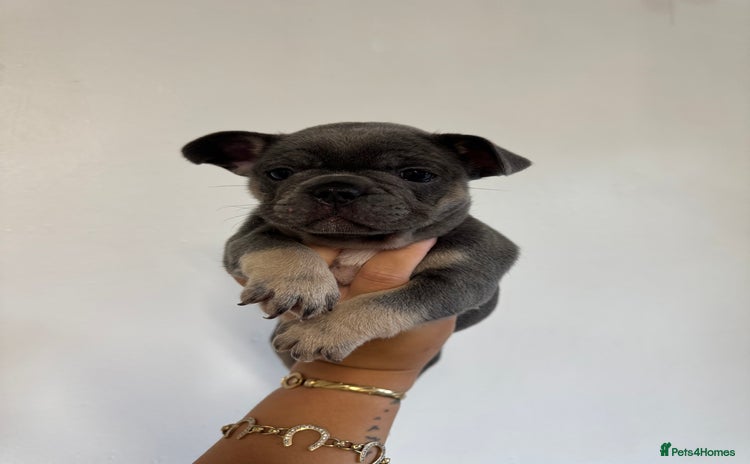 French Bulldog dogs - Advert 14