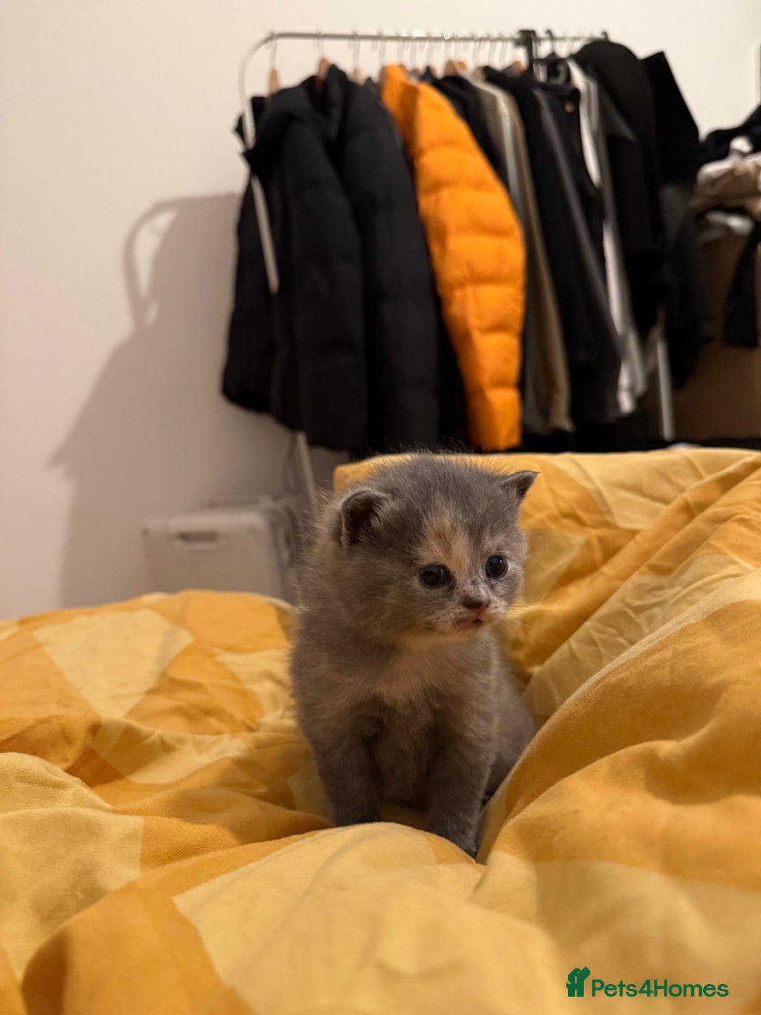 Mixed Breed cats for sale: British Short x Mainecoon Hair (2 Kittens Left) - Advert 6