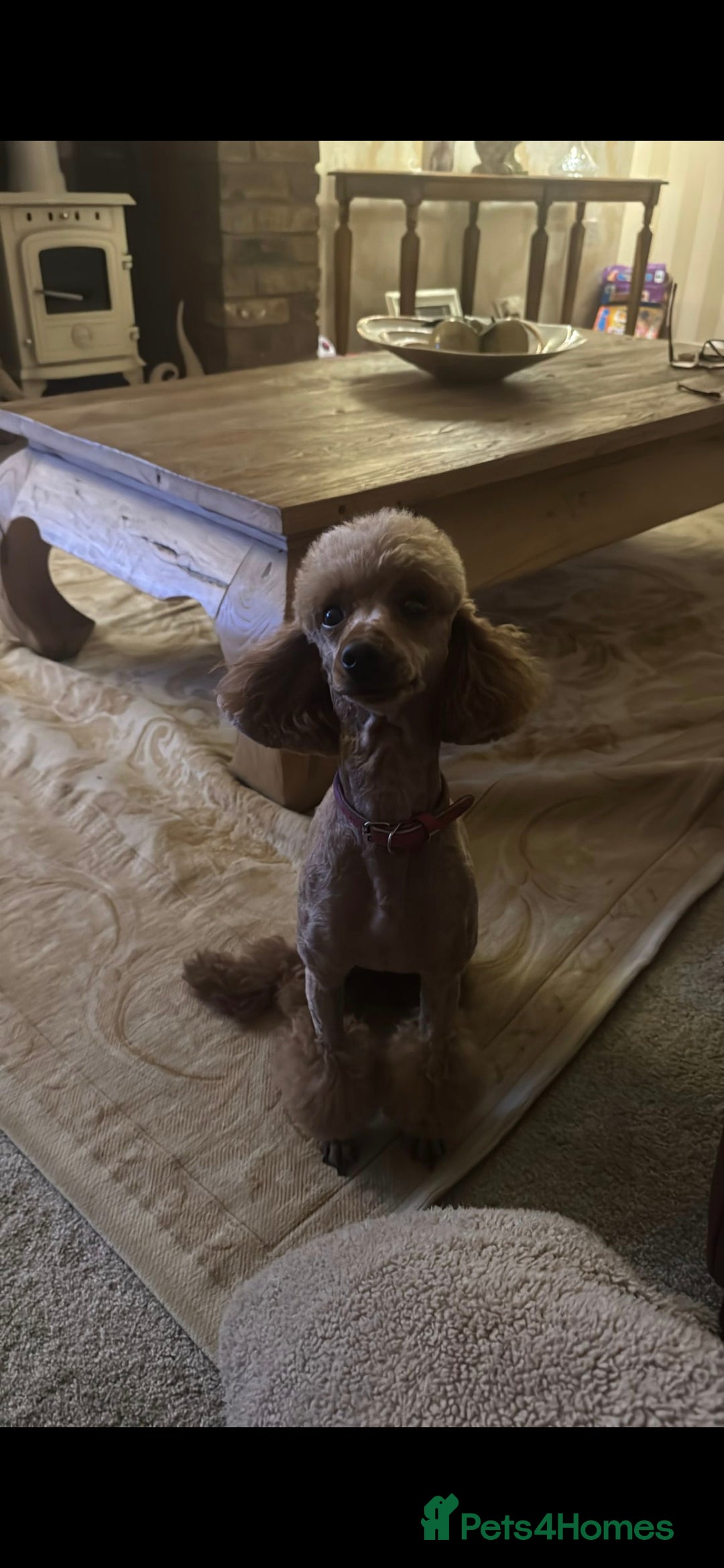 Miniature Poodle dogs Proven kc health tested red poodle - Advert 1