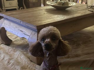 Miniature Poodle dogs Proven kc health tested red poodle - Advert 3