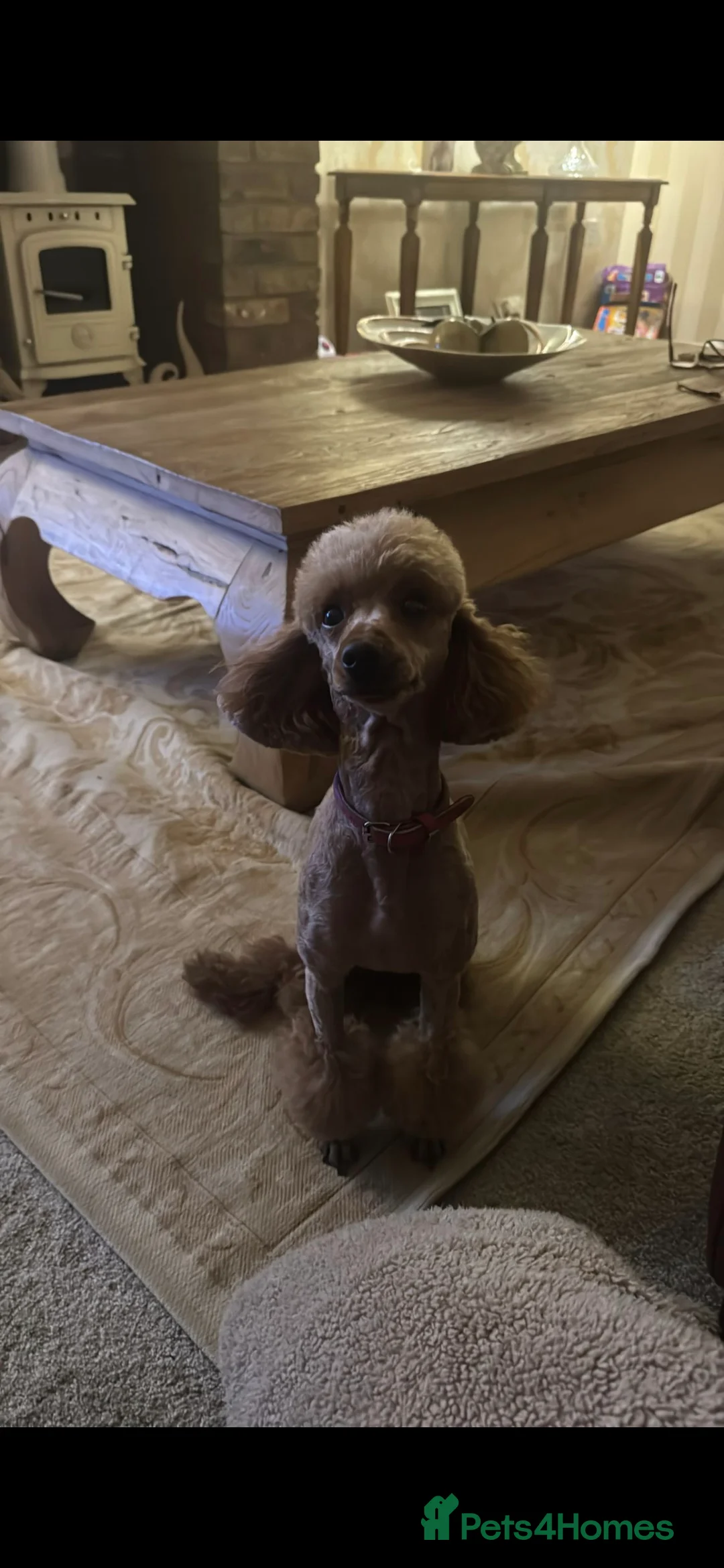 Miniature Poodle dogs for stud: Proven kc health tested red poodle - Advert 1