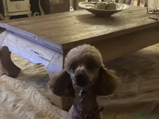 Miniature Poodle dogs Proven kc health tested red poodle - Advert 7