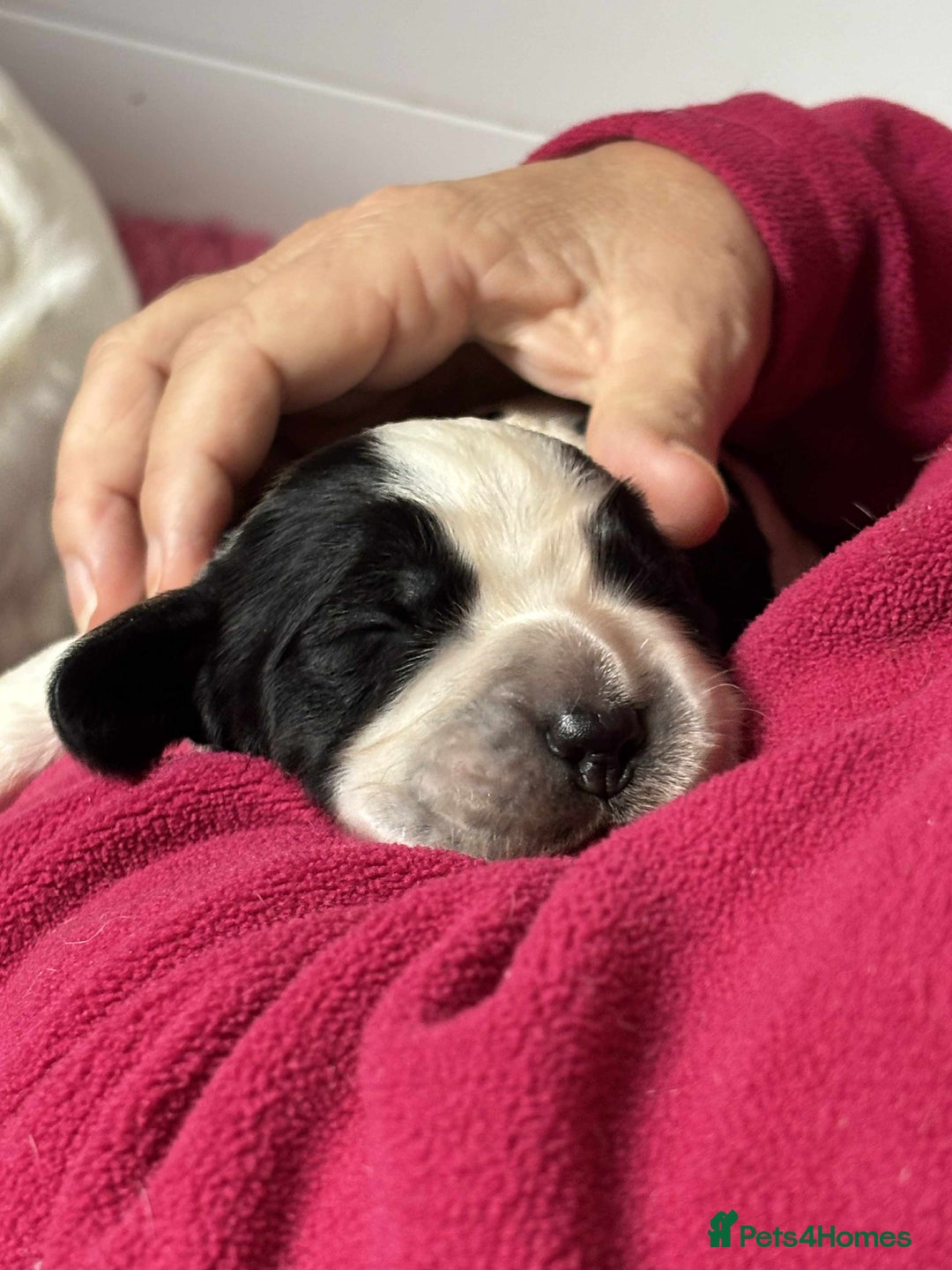 Sprocker dogs for sale: Adorable F1 Sprocker Spaniel Babies.  - Advert 15