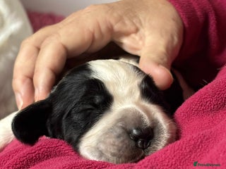 Sprocker dogs - Advert 17