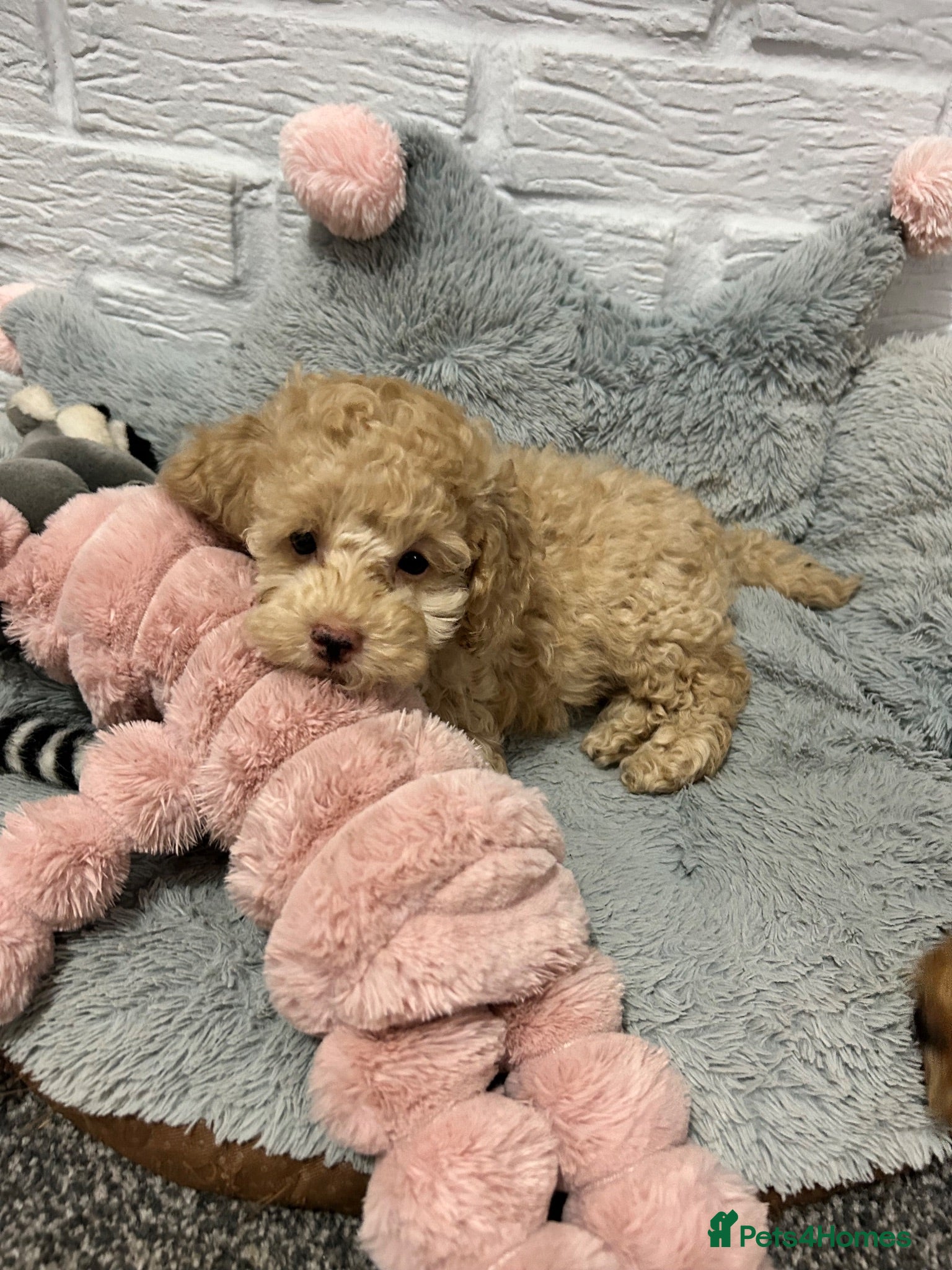 Toy Poodle dogs Last girl left Toy Poodles Ready Now - Advert 12