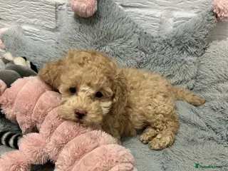 Toy Poodle dogs Last girl left Toy Poodles Ready Now - Advert 12