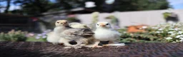Chickens poultry for sale: Beautiful Pekin Bantam Chicks - Including Frizzle - Advert 7