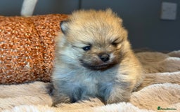Pomeranian dogs for sale: Stunning Pomeranian  - Image 6