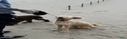 Labradoodle dogs for sale: Dexter - The sweetest labradoodle   in Minehead - Advert 2