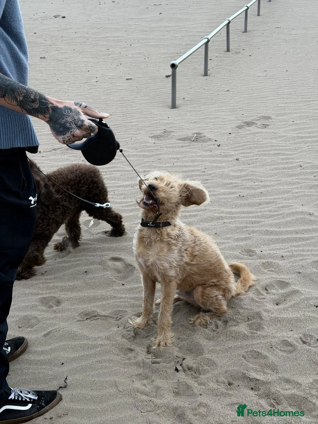 Labradoodle dogs for sale: Dexter - The sweetest labradoodle   in Minehead - Advert 2