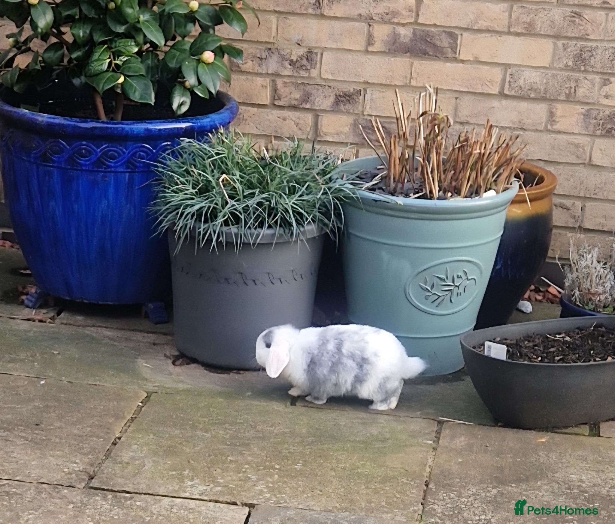 Mini Lop rabbits  Vienna Blue Magpie mini lop - Advert 1
