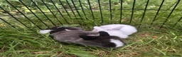 Mixed Breed rabbits for sale: 3 baby rabbits ready for reservation  - Advert 9