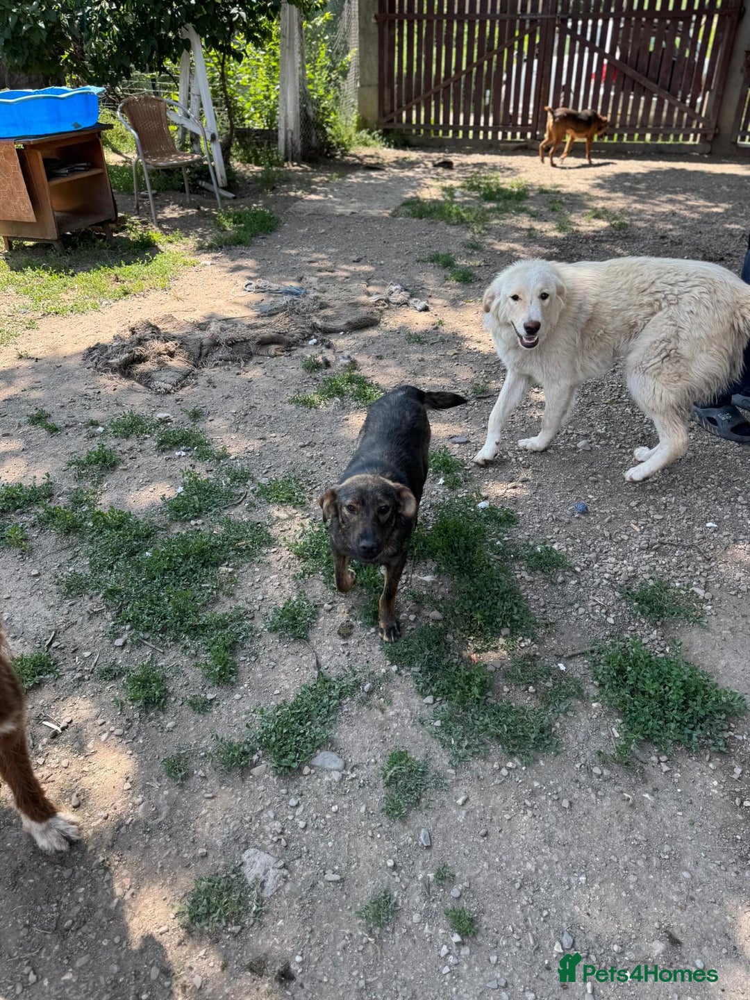 Mixed Breed dogs for adoption: LOTTIE - a Lovely girl for a Loving Home - Image 19