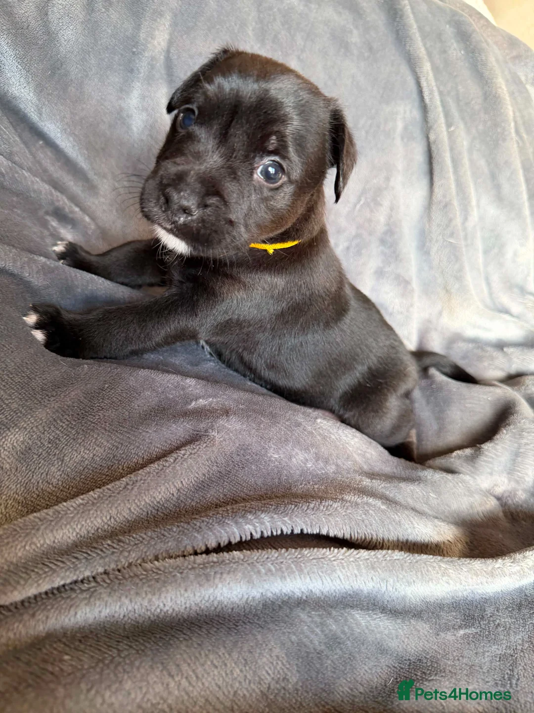 Patterjack dogs for sale: Patterjack terriers  - Advert 5