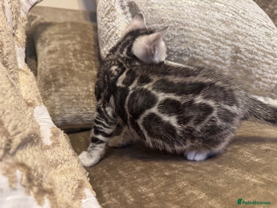 Bengal cats for sale: Exceptional TICA Registered Bengals- Champion Line - Advert 29