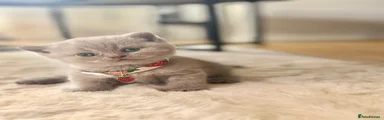 Scottish Fold 5