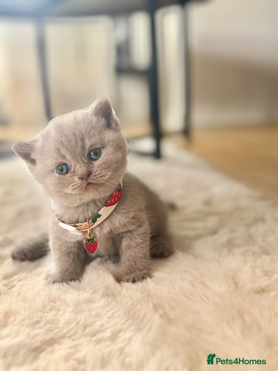 Scottish Fold cats for sale: Scottish fold - Advert 21