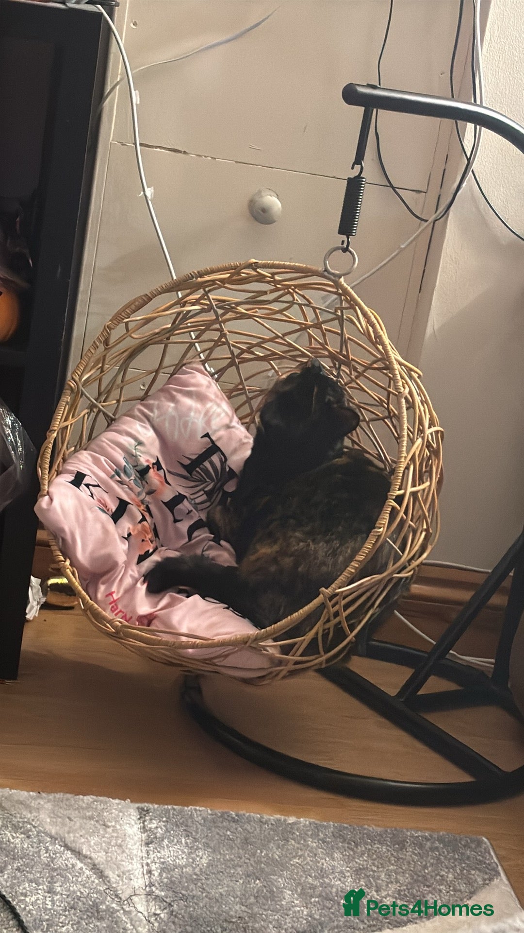 Mixed Breed cats for sale: Two bonded cats age 2  - Image 6