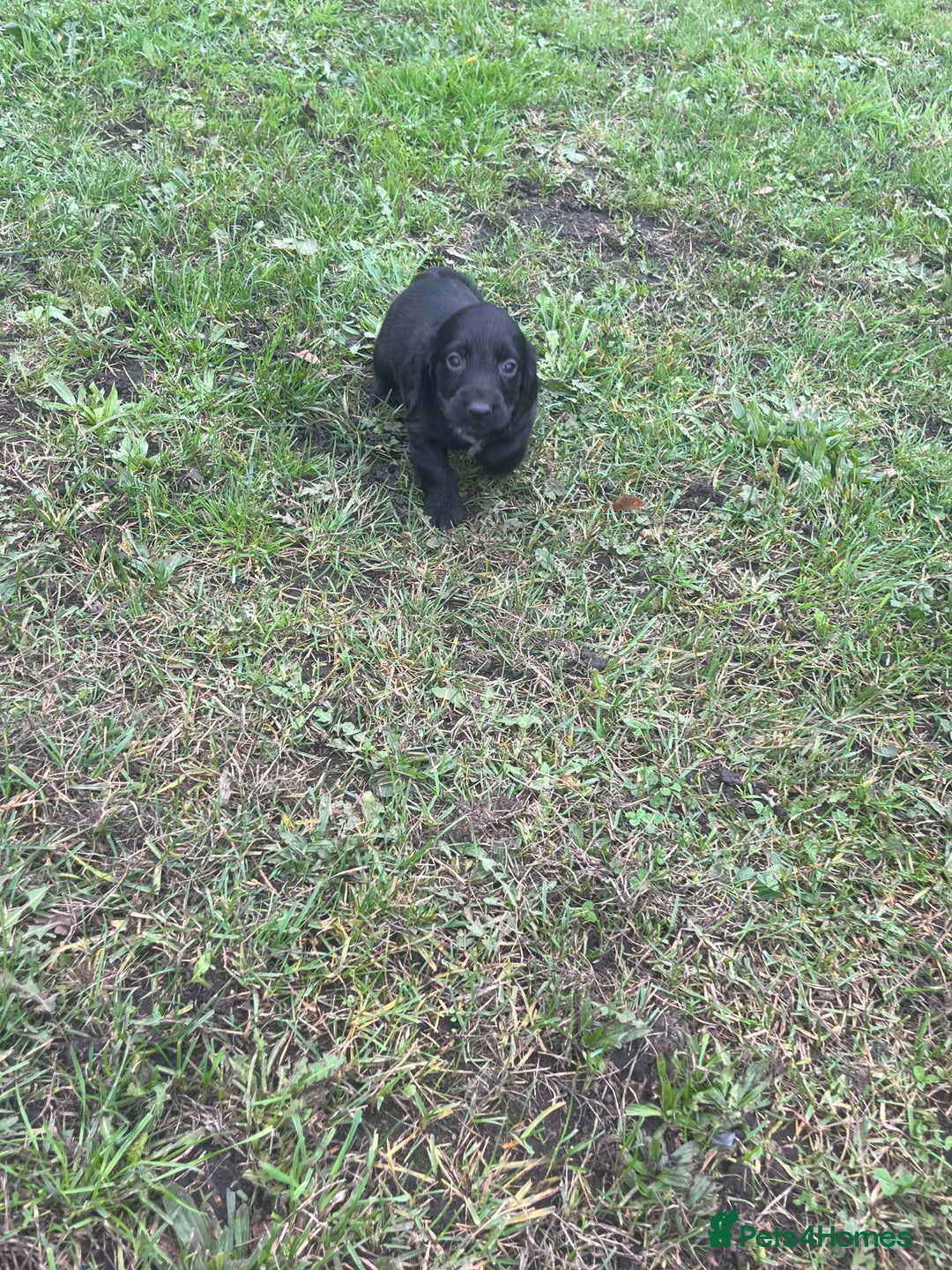 Cocker Spaniel dogs for sale: 7 gorgeous cocker spaniel puppies - Image 9