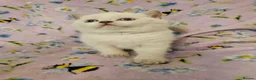 British Shorthair cats for sale:  READY NOW Brittish shorthair kittens - Advert 4