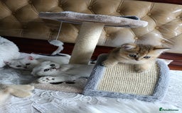 British Shorthair cats for sale: Scottish Fold and Straight kittens  - Image 11