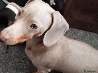 Miniature Dachshund dogs Miniature dachshund - Advert 7