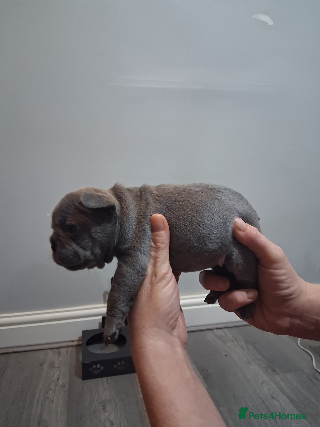 French Bulldog dogs for sale: French bulldogs - Image 31