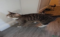 American Shorthair cats for sale: American Shorthair elegance times five ✨ - Image 6