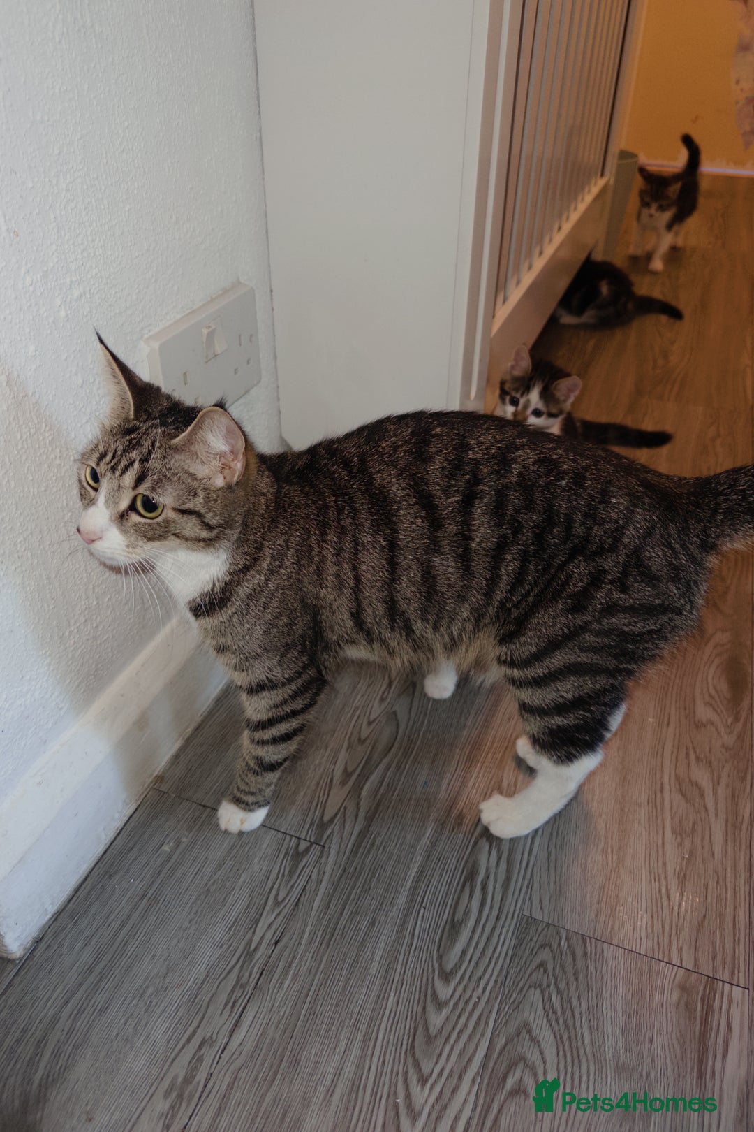 American Shorthair cats for sale: American Shorthair elegance times five ✨ - Image 6
