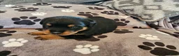 Rottweiler dogs for sale: KC Registered Rottweiler Puppies - Advert 37
