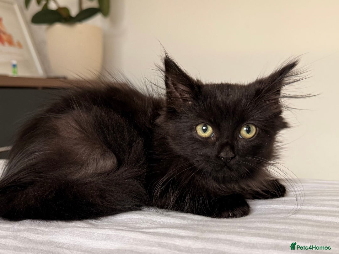 Russian Blue cats for sale: Crossed Russian Blue Kitten - Advert 8