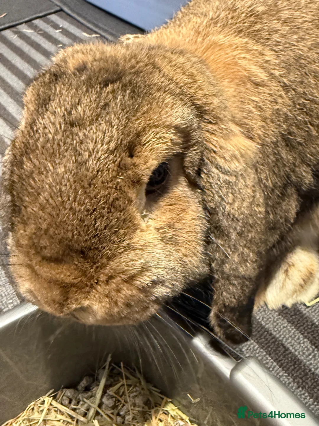 Mini Lop rabbits for sale: Neutered Male Mini Lop Looking For Forever Home in Burgess Hill - Advert 1