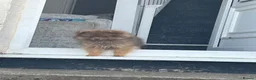 Pomeranian dogs for sale: Tiny Pomeranian Puppies🏡👀  - Advert 9