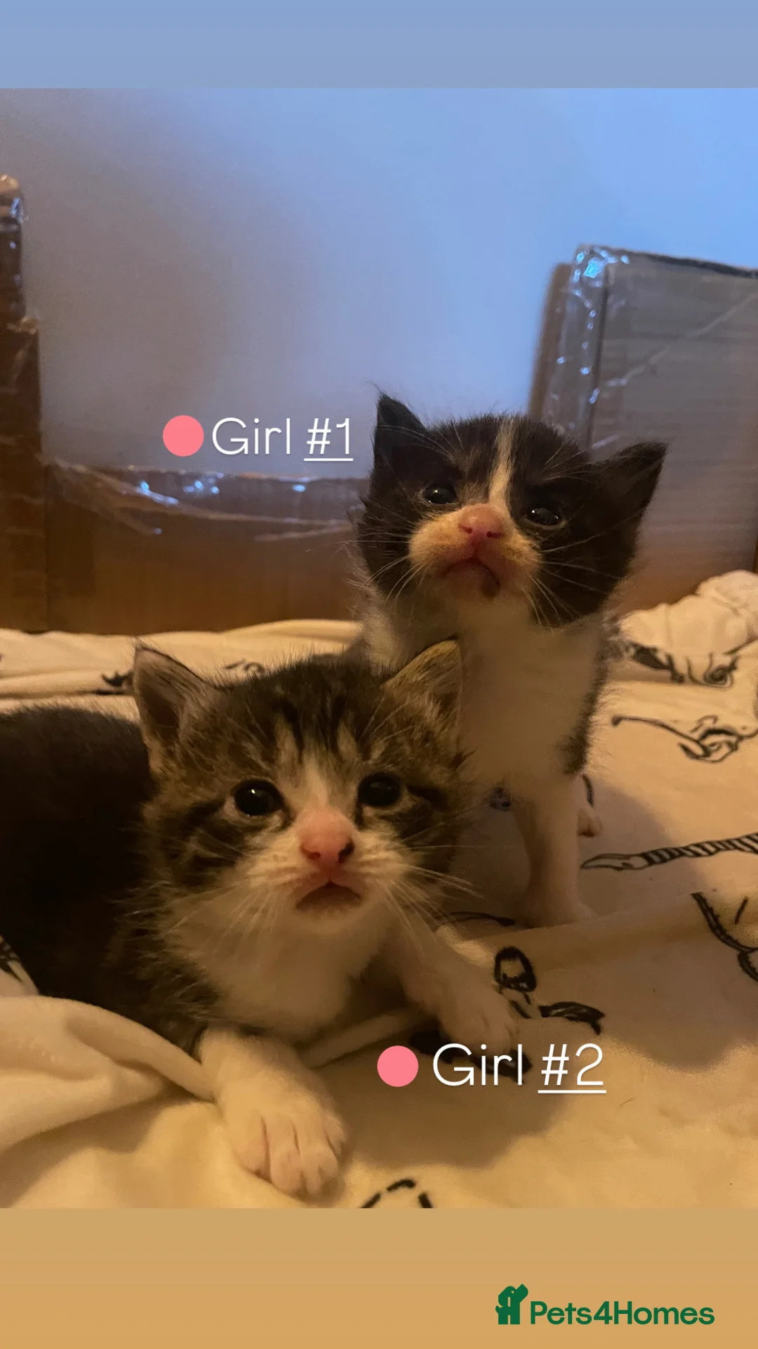 Ragdoll cats for sale: Ragdoll x tabby kittens  - Advert 1