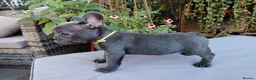French Bulldog dogs for sale: 🐾 FRENCH BULLDOG PUPPIES | OUTSTANDING PEDIGREE • - Advert 16