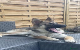 Mixed Breed dogs for sale: Alaskan shepherd  - Image 3