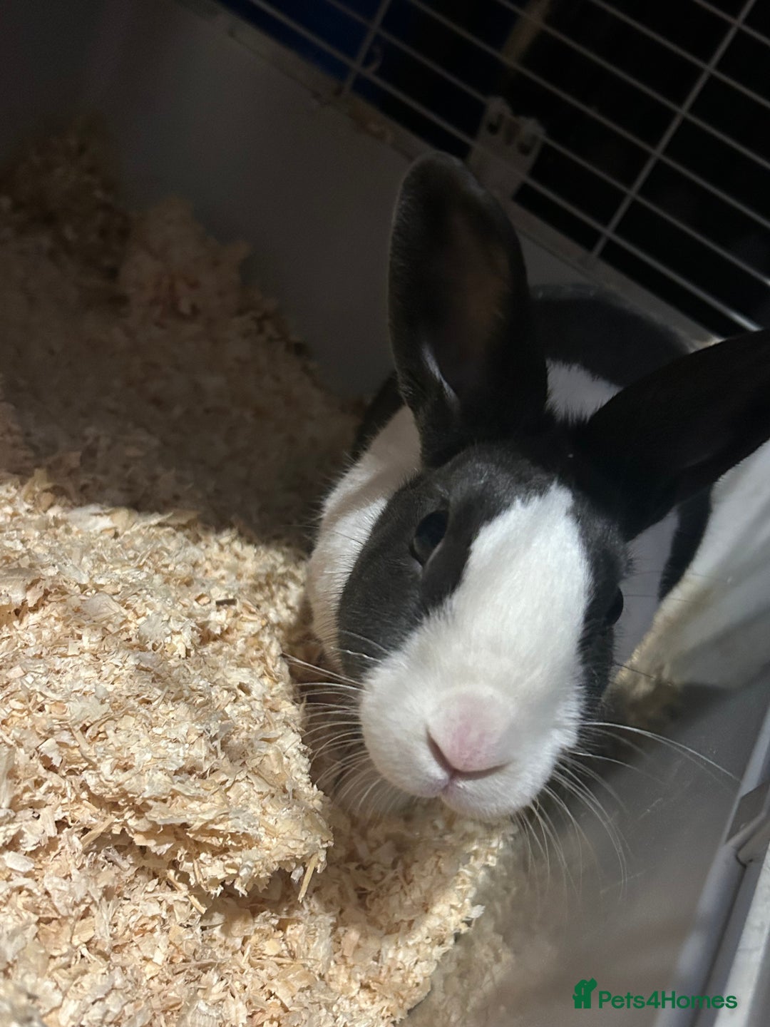 Dutch rabbits for sale: Lovely Dutch rabbit - Advert 1