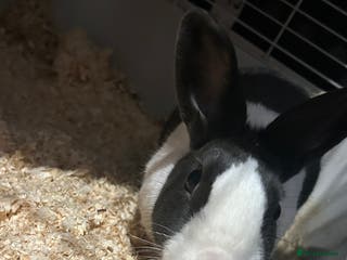 Dutch rabbits Lovely Dutch rabbit - Advert 7