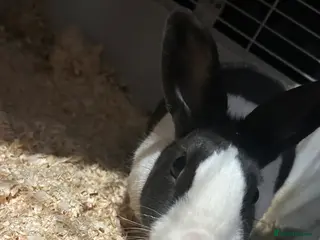 Dutch rabbits Lovely Dutch rabbit - Advert 2