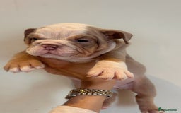 English Bulldog dogs for sale: English Bulldog Puppies  - Image 7