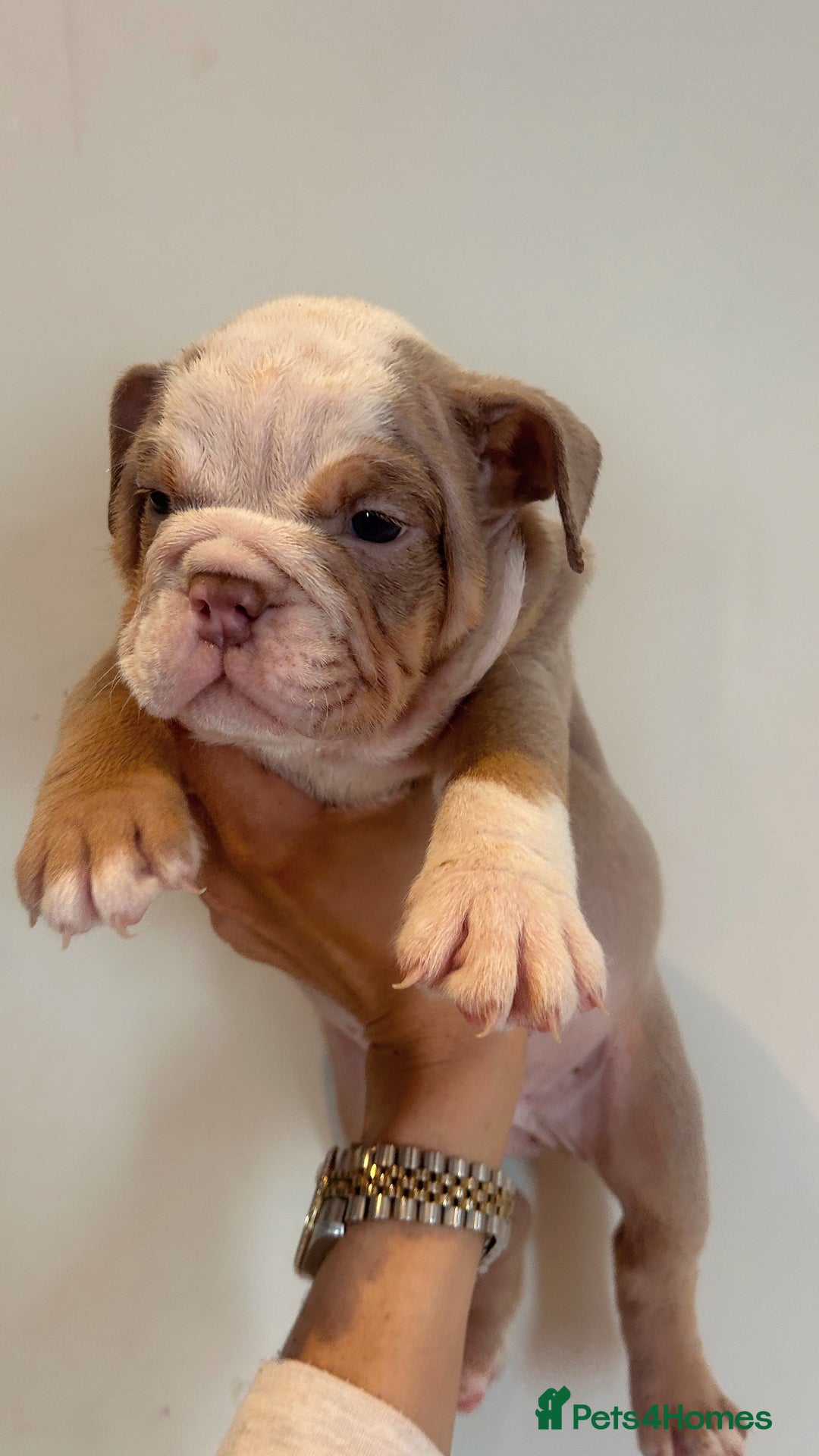 English Bulldog dogs for sale: English Bulldog Puppies  - Image 7
