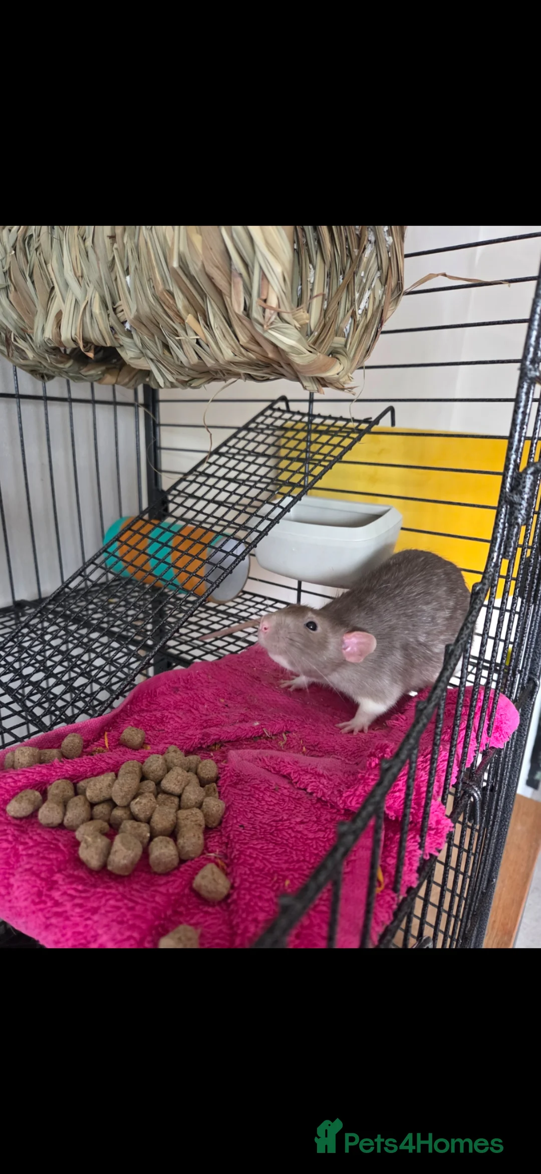 Rat rodents for sale: 2 x fancy rats mate gorgeous full set up - Advert 7