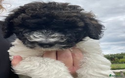 Saint Bernard dogs for sale: St Berdoodle (Saint Bernard standard Poodle) - Image 31