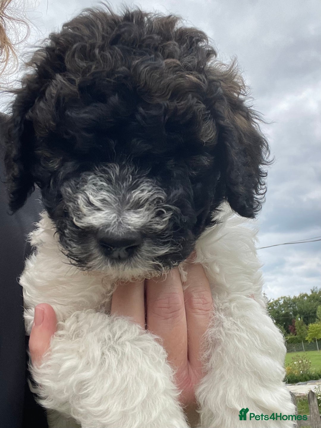 Saint Bernard dogs for sale: St Berdoodle (Saint Bernard standard Poodle) - Image 31