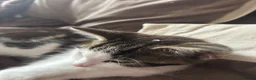 Mixed Breed cats for sale: Kitten  in Market Rasen - Advert 3