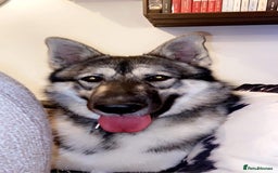 Shepsky dogs for stud: Husky/German Shepherd mix in Mitcham - Image 3