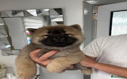 Chow Chow dogs for sale: 🤍  1 STUNNING GIRL LEFT 🐾 READY TO LEAVE 🐾 - Image 18