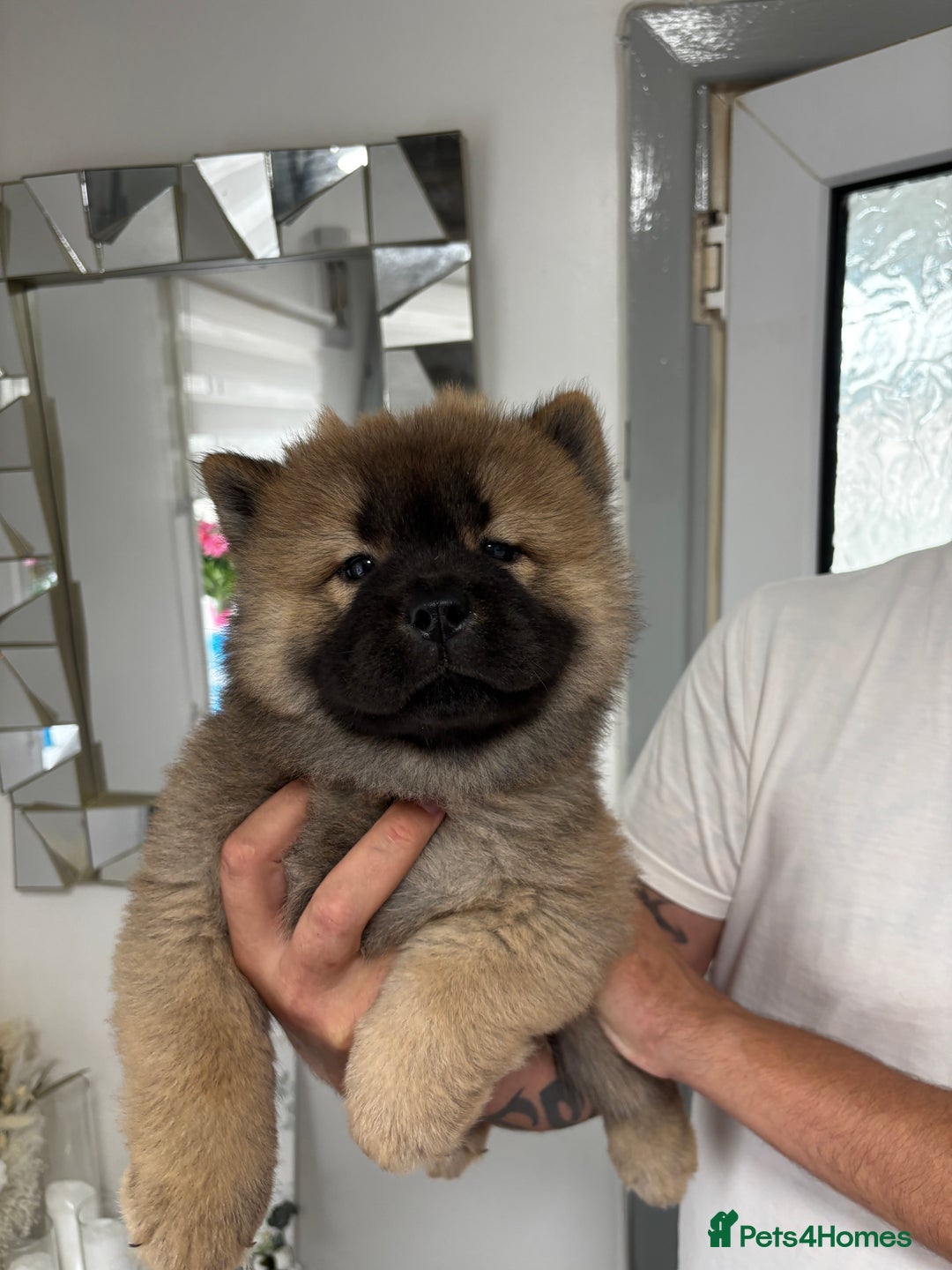 Chow Chow dogs for sale: 🤍  1 STUNNING GIRL LEFT 🐾 READY TO LEAVE 🐾 - Image 18